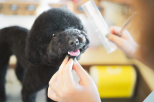 トリミングされる犬の写真