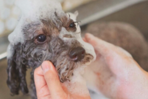 シャンプーされる犬の写真