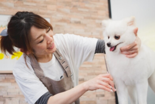 犬をトリミングしている写真