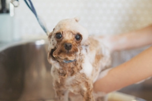 シャンプーされている犬の写真