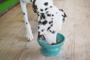ごはんを食べる犬の写真