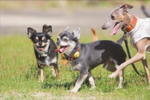 外で遊ぶ３匹の犬の写真
